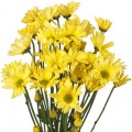 Daisy - Vero Yellow